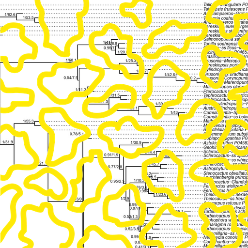 Matinée: Eine neue Ordnung der Kakteen